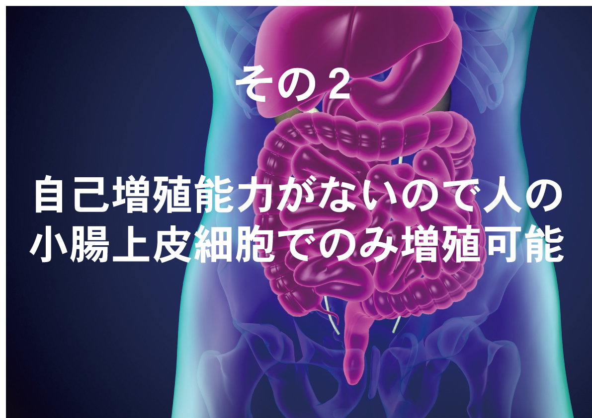 ノロウイルスのシーズン到来